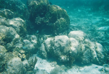 Bacalar Chico Coral8